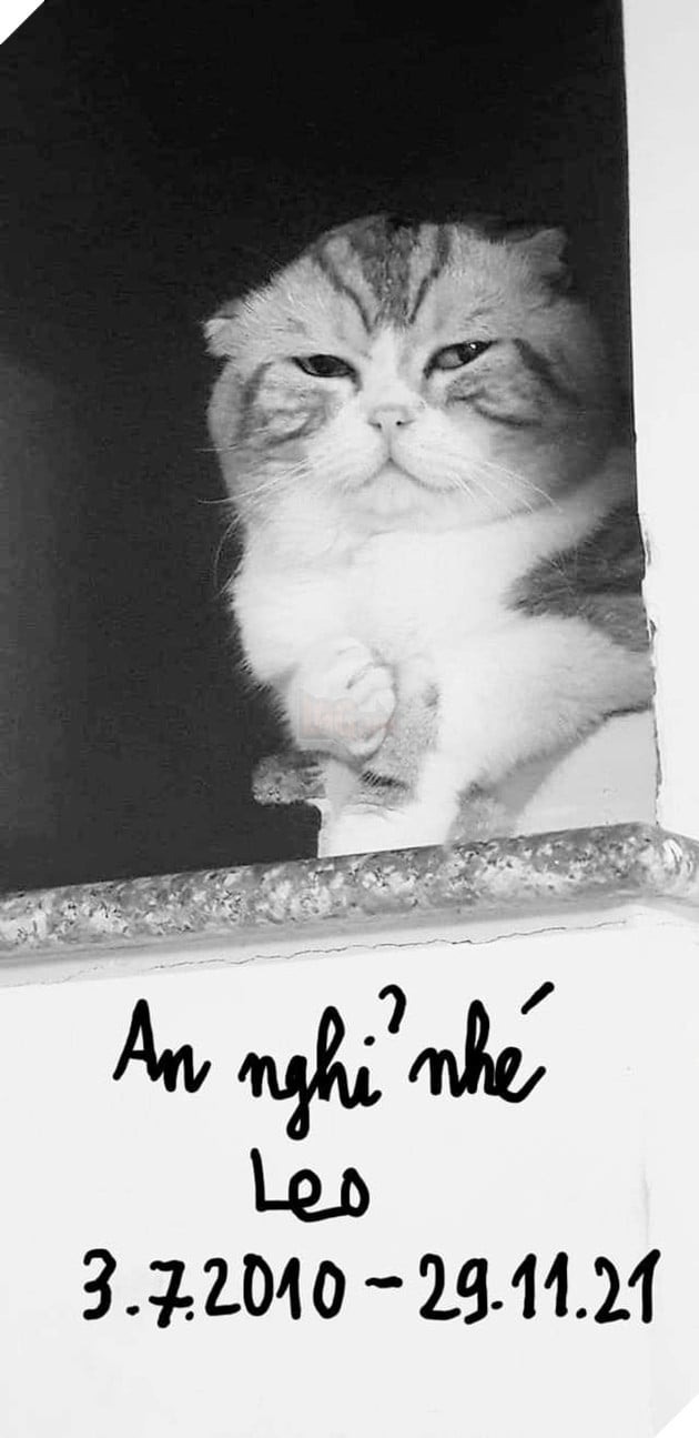 chú mèo đau ở đây này qua đời