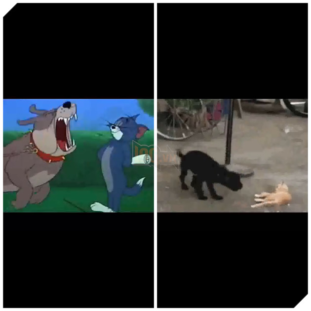 Cười nghiêng ngả trước Tom và Jerry phiên bản đời thực cực hài hước 3