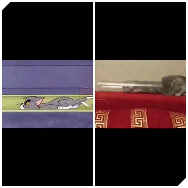Cười nghiêng ngả trước Tom và Jerry phiên bản đời thực cực hài hước 4