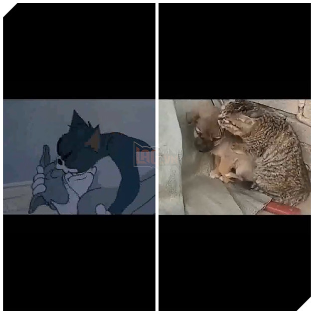 Cười nghiêng ngả trước Tom và Jerry phiên bản đời thực cực hài hước 2