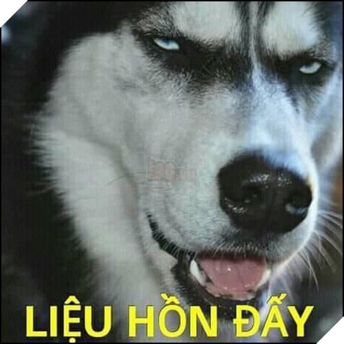 Tổng hợp những meme chó cực hài hước để comment dạo trên MXH 62