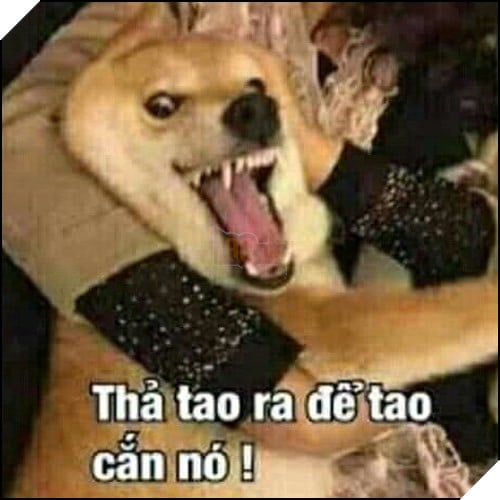 Tổng hợp những meme chó cực hài hước để comment dạo trên MXH 61