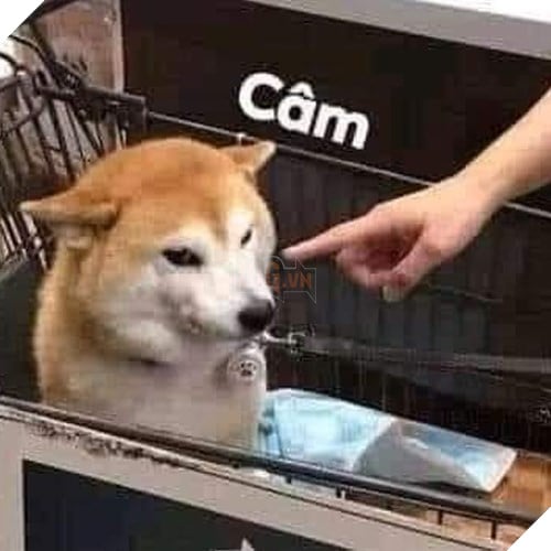 Tổng hợp những meme chó cực hài hước để comment dạo trên MXH 60