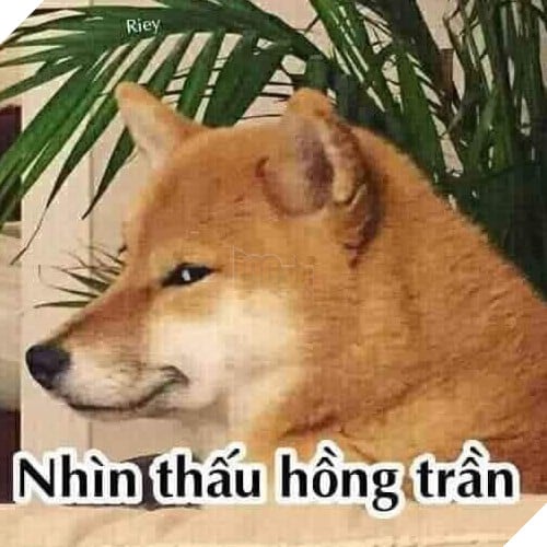 Tổng hợp những meme chó cực hài hước để comment dạo trên MXH 58