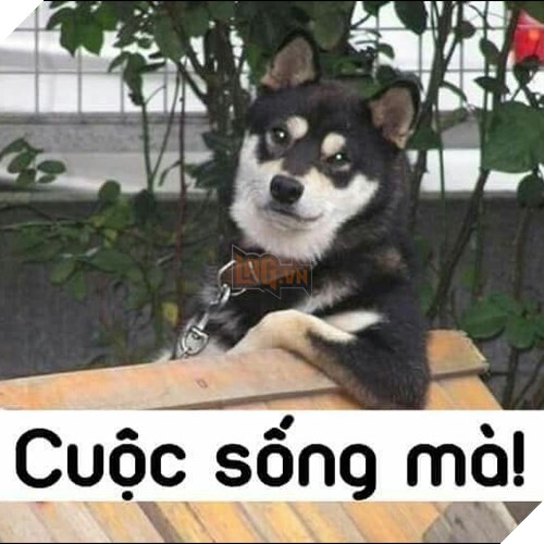Tổng hợp những meme chó cực hài hước để comment dạo trên MXH 56
