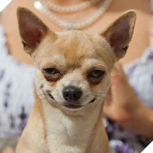 Tổng hợp những meme chó cực hài hước để comment dạo trên MXH 57