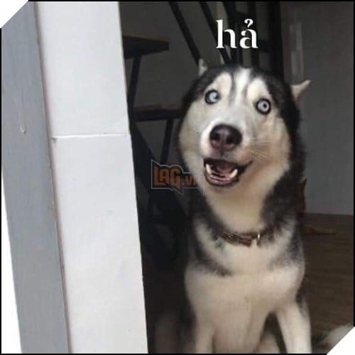 Tổng hợp những meme chó cực hài hước để comment dạo trên MXH 55