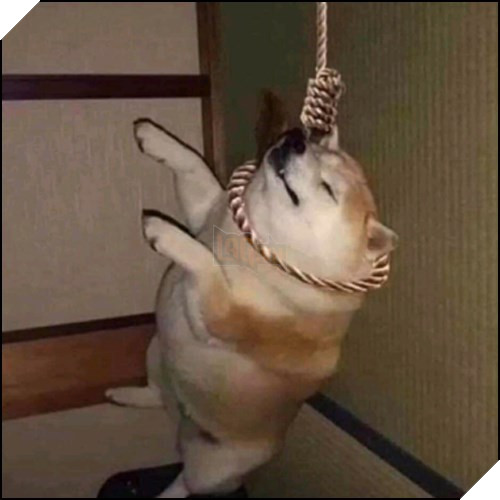 Tổng hợp những meme chó cực hài hước để comment dạo trên MXH 54