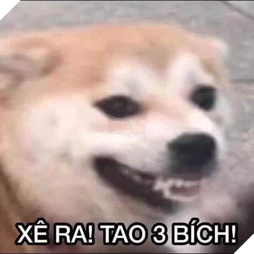 Tổng hợp những meme chó cực hài hước để comment dạo trên MXH 50