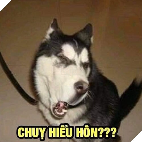 Tổng hợp những meme chó cực hài hước để comment dạo trên MXH 48