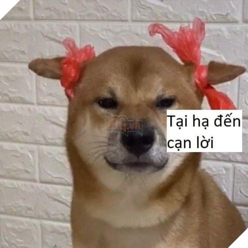 Tổng hợp những meme chó cực hài hước để comment dạo trên MXH 46