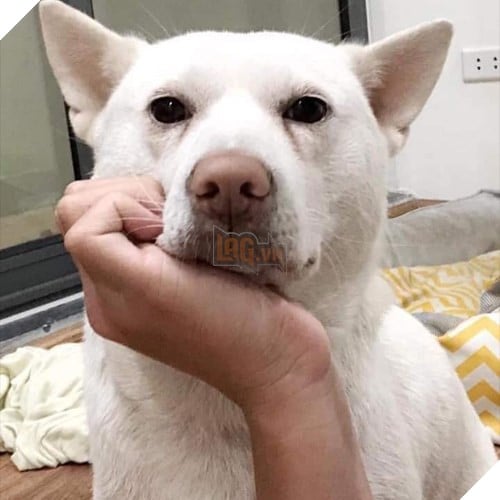 Tổng hợp những meme chó cực hài hước để comment dạo trên MXH 44