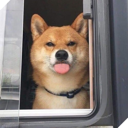 Tổng hợp những meme chó cực hài hước để comment dạo trên MXH 43