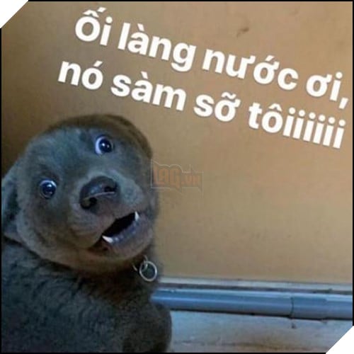 Tổng hợp những meme chó cực hài hước để comment dạo trên MXH 39