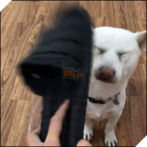 Tổng hợp những meme chó cực hài hước để comment dạo trên MXH 37