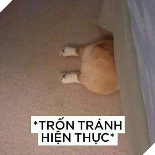 Tổng hợp những meme chó cực hài hước để comment dạo trên MXH 36