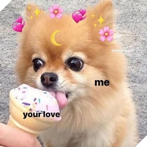 Tổng hợp những meme chó cực hài hước để comment dạo trên MXH 34