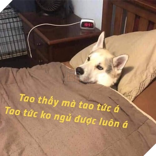 Tổng hợp những meme chó cực hài hước để comment dạo trên MXH 32