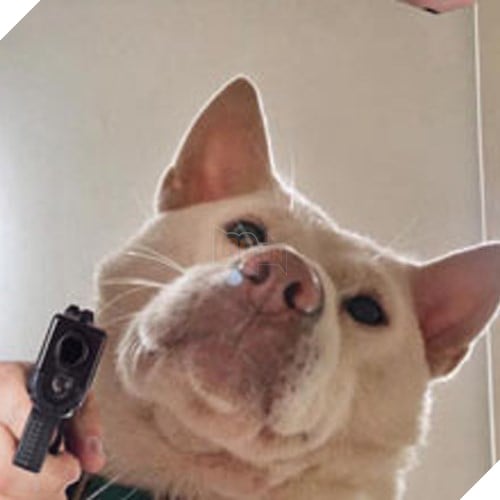Tổng hợp những meme chó cực hài hước để comment dạo trên MXH 23