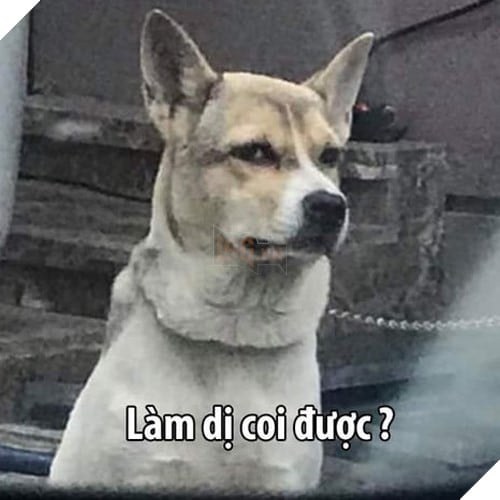Tổng hợp những meme chó cực hài hước để comment dạo trên MXH 19