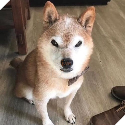 Tổng hợp những meme chó cực hài hước để comment dạo trên MXH 18