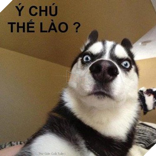 Tổng hợp những meme chó cực hài hước để comment dạo trên MXH 16