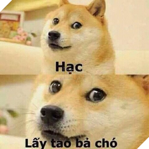 Tổng hợp những meme chó cực hài hước để comment dạo trên MXH 14