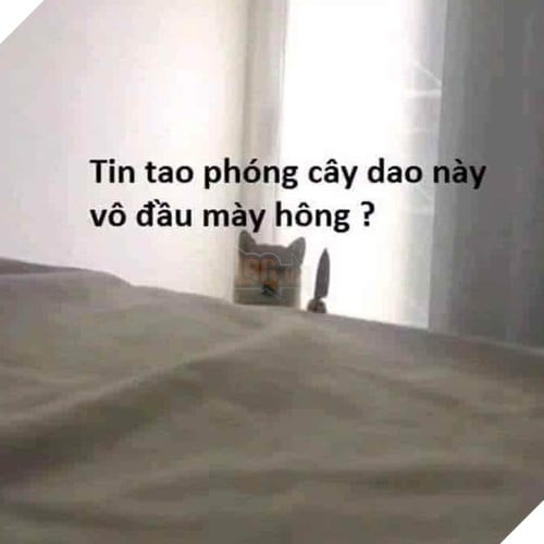 Tổng hợp những meme chó cực hài hước để comment dạo trên MXH 13