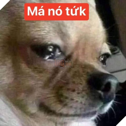 Tổng hợp những meme chó cực hài hước để comment dạo trên MXH 12