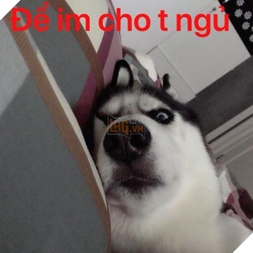 Tổng hợp những meme chó cực hài hước để comment dạo trên MXH 10