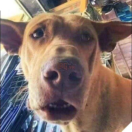 Tổng hợp những meme chó cực hài hước để comment dạo trên MXH 9