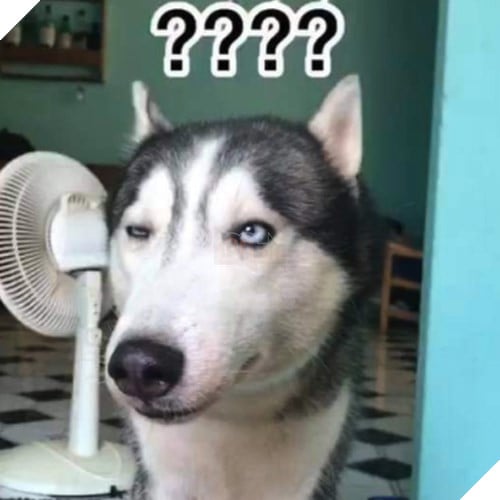 Tổng hợp những meme chó cực hài hước để comment dạo trên MXH 8