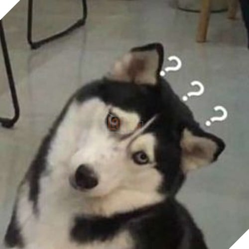 Tổng hợp những meme chó cực hài hước để comment dạo trên MXH 7