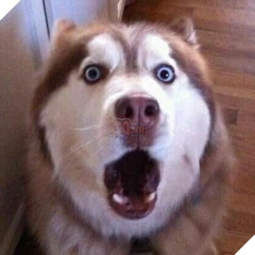 Tổng hợp những meme chó cực hài hước để comment dạo trên MXH 5