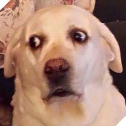 Tổng hợp những meme chó cực hài hước để comment dạo trên MXH 3