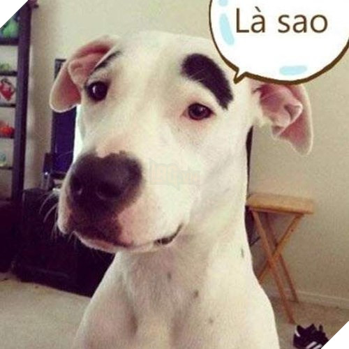 Tổng hợp những meme chó cực hài hước để comment dạo trên MXH 2