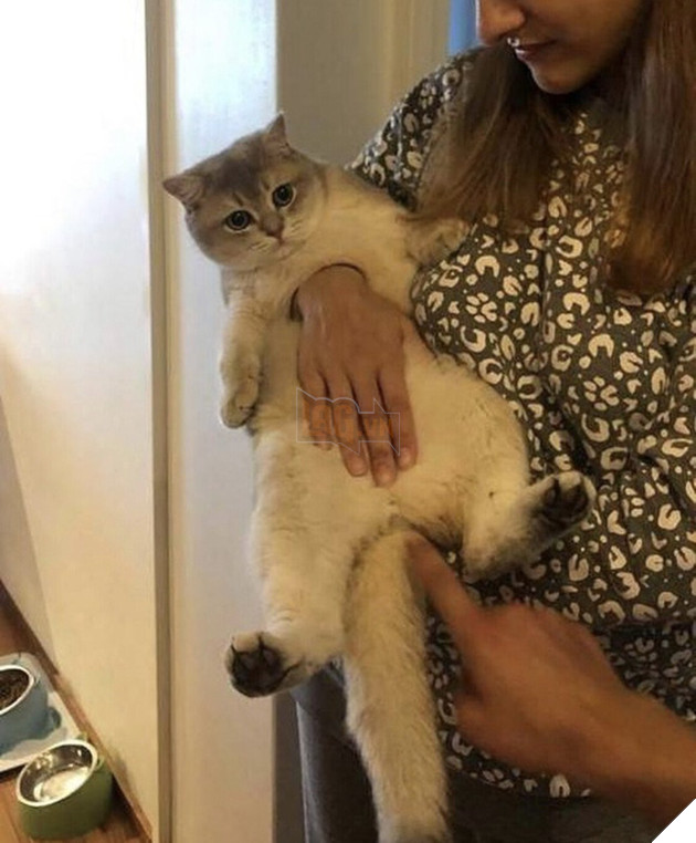  Bức ảnh gây lú não bùng nổ MXH hôm nay: Chú mèo bị làm sao thế này? Nhìn thật kỹ và đáp án chắc chắn khiến nhiều người ngã ngửa - Ảnh 1.