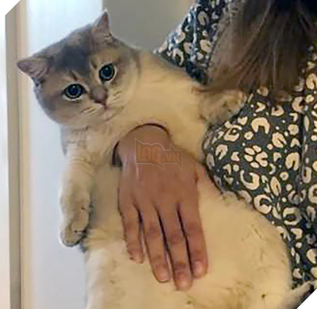  Bức ảnh gây lú não bùng nổ MXH hôm nay: Chú mèo bị làm sao thế này? Nhìn thật kỹ và đáp án chắc chắn khiến nhiều người ngã ngửa - Ảnh 2.