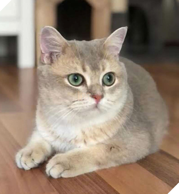  Bức ảnh gây lú não bùng nổ MXH hôm nay: Chú mèo bị làm sao thế này? Nhìn thật kỹ và đáp án chắc chắn khiến nhiều người ngã ngửa - Ảnh 4.