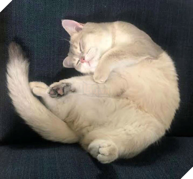  Bức ảnh gây lú não bùng nổ MXH hôm nay: Chú mèo bị làm sao thế này? Nhìn thật kỹ và đáp án chắc chắn khiến nhiều người ngã ngửa - Ảnh 5.