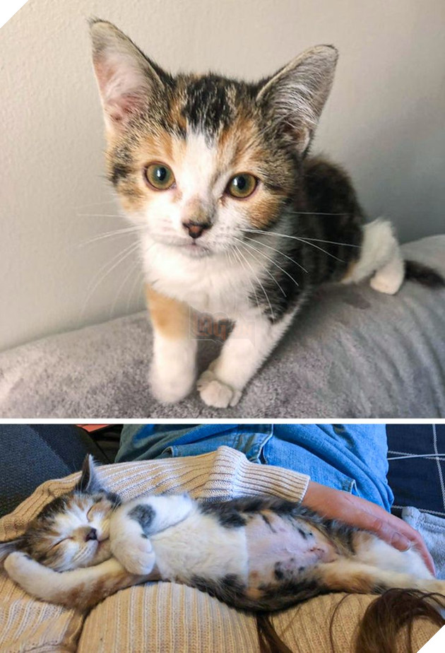 21 bé cưng trở nên sinh đẹp khi được đón nhận bởi tình yêu thương của gia đình 12