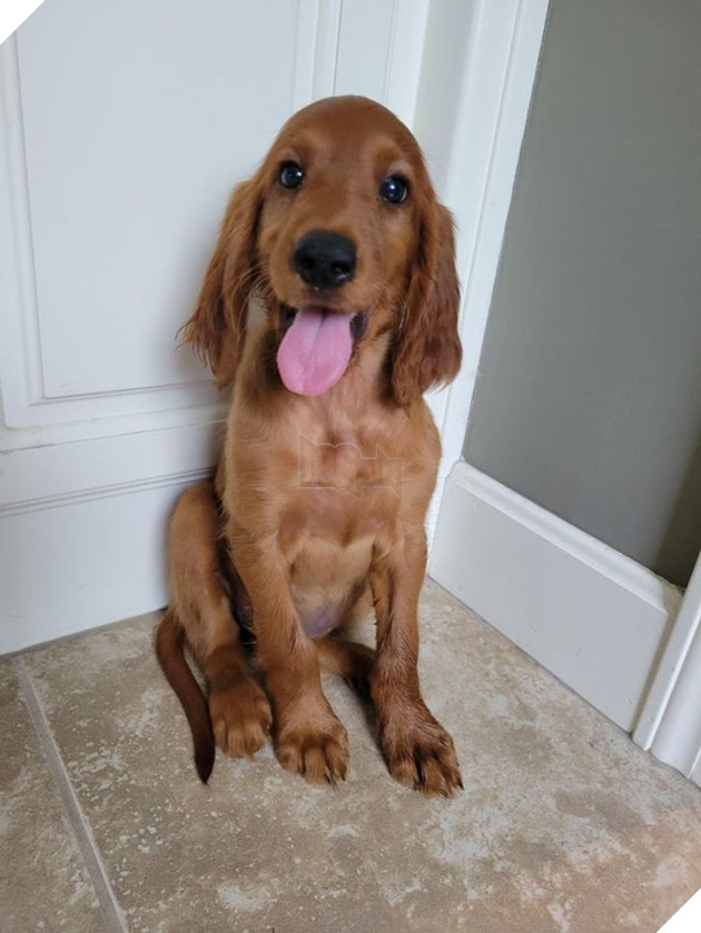 21 bé cưng trở nên sinh đẹp khi được đón nhận bởi tình yêu thương của gia đình 7