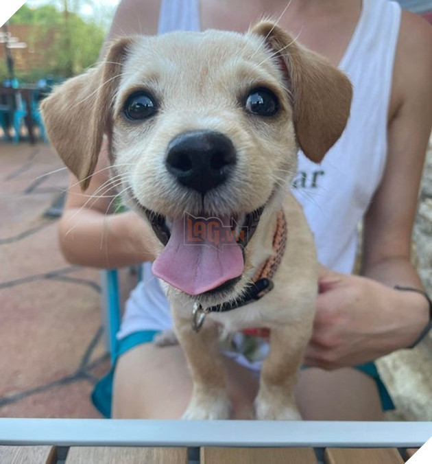 21 bé cưng trở nên sinh đẹp khi được đón nhận bởi tình yêu thương của gia đình