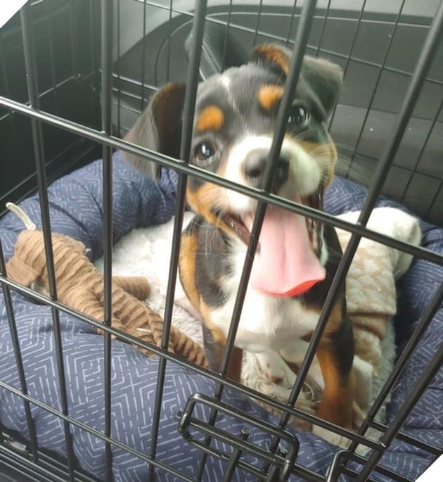 21 bé cưng trở nên sinh đẹp khi được đón nhận bởi tình yêu thương của gia đình 8