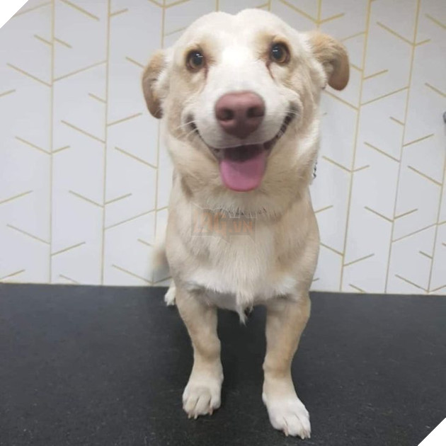 21 bé cưng trở nên sinh đẹp khi được đón nhận bởi tình yêu thương của gia đình 16