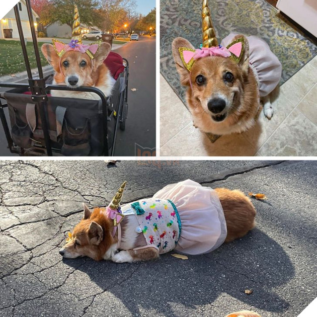 21 bé cưng trở nên sinh đẹp khi được đón nhận bởi tình yêu thương của gia đình 3