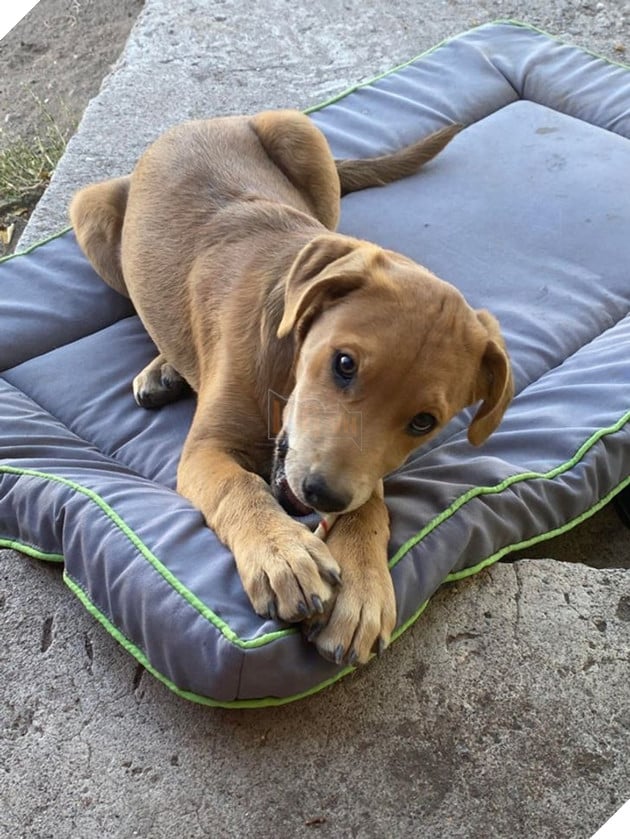 21 bé cưng trở nên sinh đẹp khi được đón nhận bởi tình yêu thương của gia đình 5