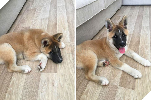 21 bé cưng trở nên sinh đẹp khi được đón nhận bởi tình yêu thương của gia đình 15