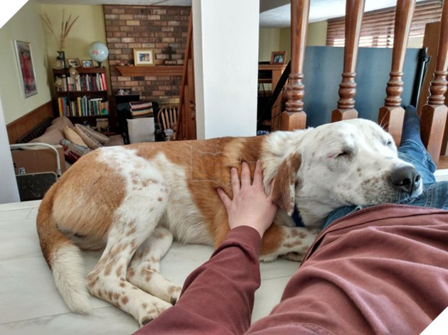 21 bé cưng trở nên sinh đẹp khi được đón nhận bởi tình yêu thương của gia đình 6