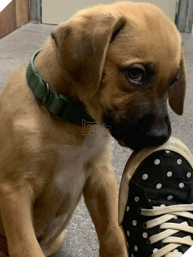 21 bé cưng trở nên sinh đẹp khi được đón nhận bởi tình yêu thương của gia đình 10